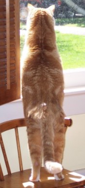 cat on chair